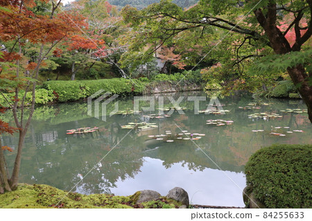 The scenery of the garden of the temple with the lotus leaves seen in front of the blue maple and red maple trees, the pond that captures the surrounding scenery, and various trees. The scenery of the garden of the temple with the lotus leaves seen in front of the blue maple and red maple trees, the pond that captures the surrounding scenery, and various trees. 84255633