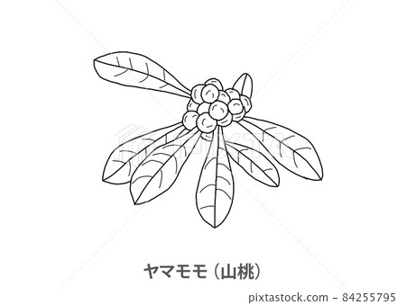 [Prefectural tree] Bayberry (Yamato) Tokushima Prefecture-Line drawing 84255795