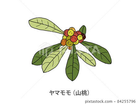 [Prefectural tree] Bayberry (Yamato) Tokushima Prefecture 84255796