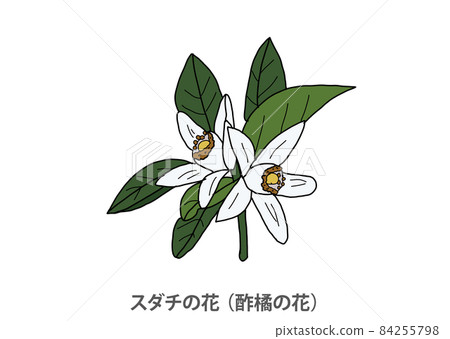 [Prefectural flower] Sudachi flower (vinegared tachibana flower) Tokushima prefecture 84255798