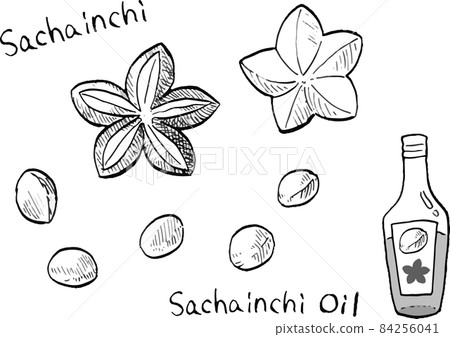 Black and white pen drawing vector illustration of Sacha inchi and oil Black and white pen drawing vector illustration of Sacha inchi and oil 84256041