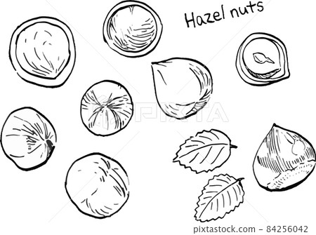 黑白筆劃榛子和樹葉的矢量圖 黑白筆劃榛子和樹葉的矢量圖 84256042