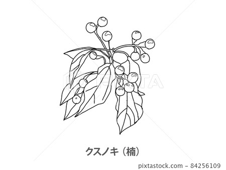 [Prefectural tree] Camphor tree (Kusu) Hyogo prefecture-line drawing 84256109