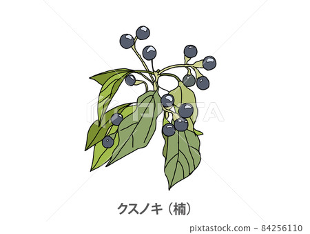 [Prefectural tree] Camphor tree (Kusunoki) Hyogo prefecture 84256110