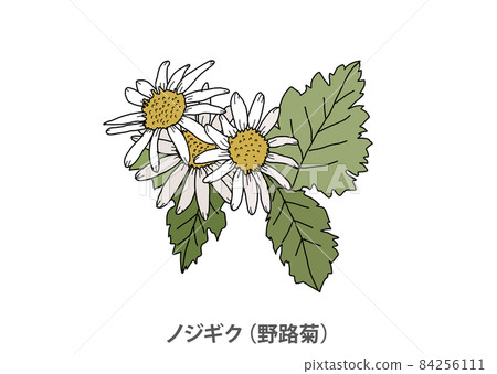[Prefectural flower] Nojigiku (Noji chrysanthemum) Hyogo prefecture 84256111