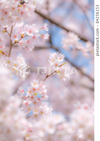 Cherry blossoms (soft focus) 84256153