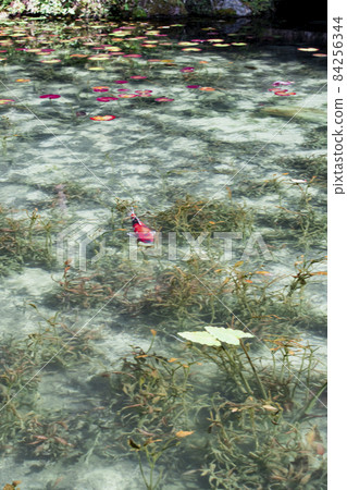Itatori, Seki City, Gifu Prefecture Monet's Pond in the early morning Nameless Pond 84256344