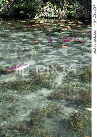 岐阜縣關市板取 清晨的莫奈池 無名池 岐阜縣關市板取 清晨的莫奈池 無名池 84256354