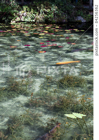 岐阜縣關市板取 清晨的莫奈池 無名池 84256362