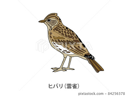 [Prefectural bird] Skylark (cloud sparrow) Ibaraki prefecture 84256378