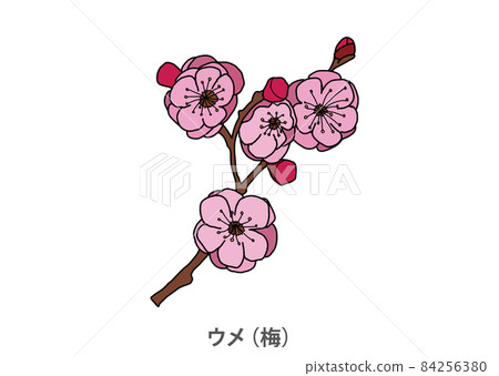 [Prefectural tree] Ume (plum) Ibaraki prefecture 84256380