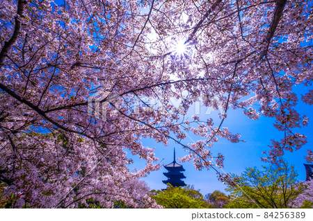 櫻花和Toji的五層寶塔 84256389