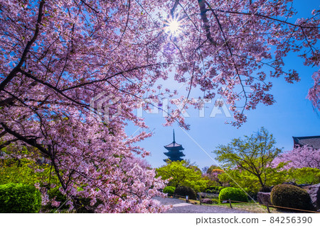 櫻花和Toji的五層寶塔 84256390