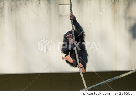 Rope play Rope play 84256593