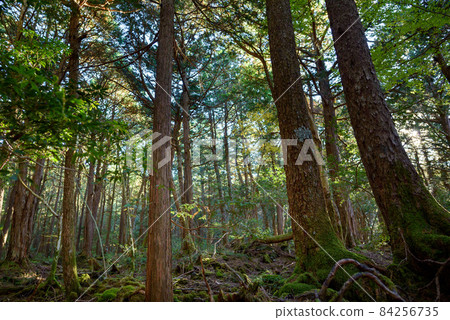 In the mysterious forest, Aokigahara Jukai trees 84256735