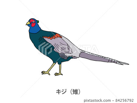[Prefectural bird] Pheasant (Pheasant) Iwate Prefecture 84256792
