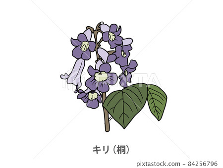 [Prefectural flower] Kiri (paulownia) Iwate prefecture 84256796