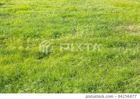 Ground covered with green grass 84256877