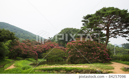 潭陽明谷軒小池塘邊盛開的榕樹花 84257096
