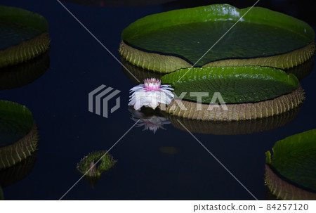 Wildflowers blooming in the pond of Nammiruksa Temple in Gangjin, Korea (Victorian lotus) 84257120