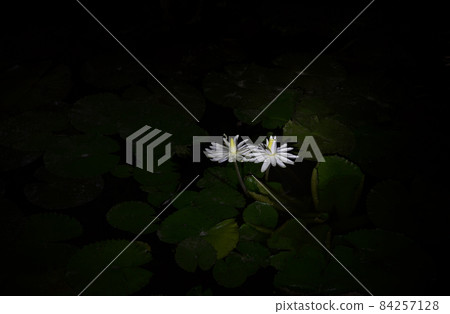White water lily, a wild flower blooming in Nammiruksa pond in Gangjin 84257128