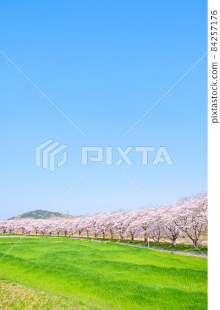 Tengagawa rikko 84257176