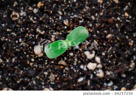 A growing sprout 84257250