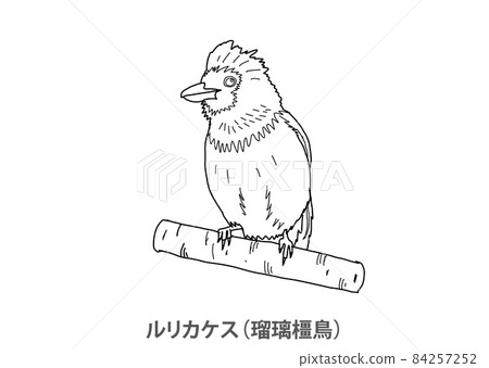 [縣鳥] Lidth's Jay (Ruri Kakesu) 鹿兒島縣-線描 84257252