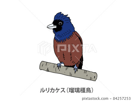 [縣鳥] Lidth's jay (Ruri jay) 鹿兒島縣 84257253