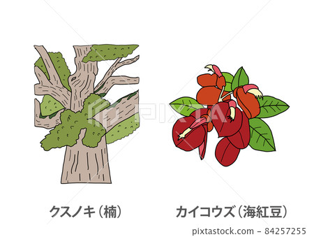 [縣樹]樟樹（Kusu）Kaikouzu（海紅豆）鹿兒島縣 84257255