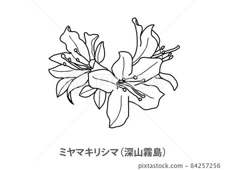 【縣花】美山霧島(Miyama Kirishima)鹿兒島縣-線描 【縣花】美山霧島(Miyama Kirishima)鹿兒島縣-線描 84257256
