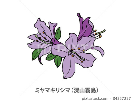 【縣花】美山霧島（Miyama Kirishima）鹿兒島縣 84257257