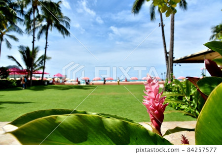 Holidays in Hawaii Holidays in Hawaii 84257577