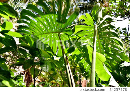 Holidays in Hawaii Holidays in Hawaii 84257578