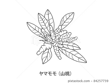[Prefectural flower] Bayberry (Yamato) Kochi Prefecture-Line drawing 84257739