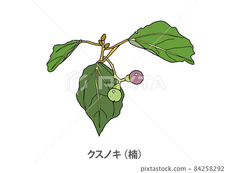 [Prefectural tree] Camphor tree (Kusunoki) Kumamoto prefecture 84258292