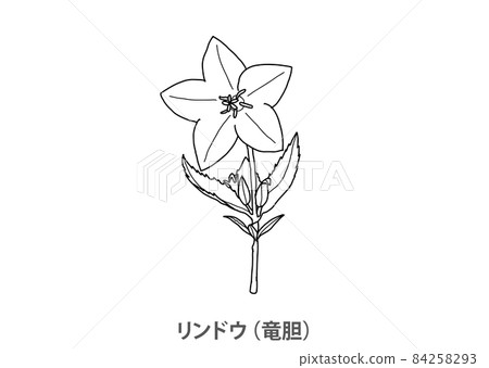 【縣花】龍膽（龍二）熊本縣-線描 84258293