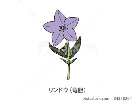 [Prefectural flower] Gentiana scabra (Ryubori) Kumamoto prefecture 84258294