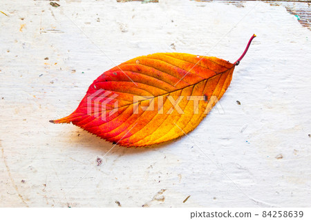Autumn, fall foliage and shabby chic vintage antique white table 84258639