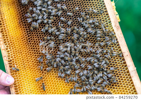 wax frame in bee hive, honey production 84259270