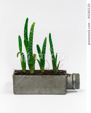 Aloe Vera Aloe Vera 84260120