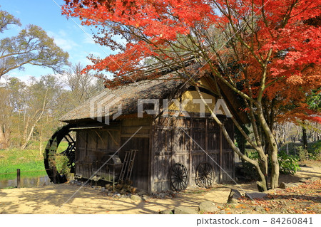 Hotaka, Azumino City, Nagano Prefecture Tategawa Water Wheelhouse and Autumn Leaves at Daio Wasabi Farm 84260841
