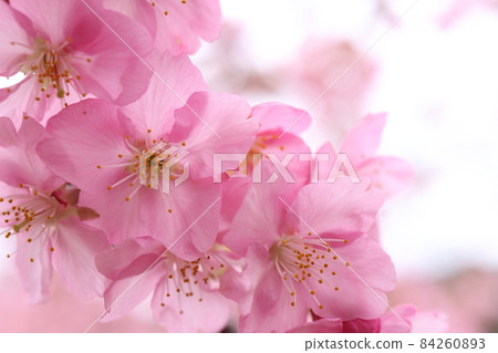 Kawazuzakura 84260893