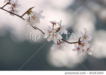 櫻花 櫻花 84261004