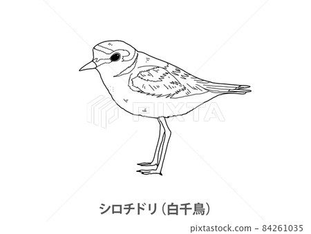 【縣鳥】肯特鴴(白鴴)三重縣線描 【縣鳥】肯特鴴(白鴴)三重縣線描 84261035