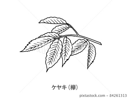 [縣樹]櫸樹（櫸樹）宮城縣線描 84261313