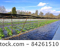 Cultivation scenery of Daio Wasabi Farm, Hotaka, Azumino City, Nagano Prefecture 84261510