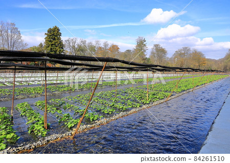 Cultivation scenery of Daio Wasabi Farm, Hotaka, Azumino City, Nagano Prefecture Cultivation scenery of Daio Wasabi Farm, Hotaka, Azumino City, Nagano Prefecture 84261510