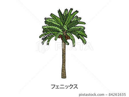 [Prefectural tree] Phoenix Miyazaki Prefecture 84261635