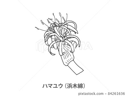 [Prefectural flower] Hamayu (Hama cotton) Miyazaki Prefecture-Line drawing 84261636